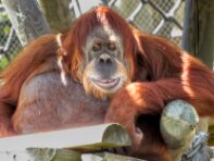 Zoo Lissabonn